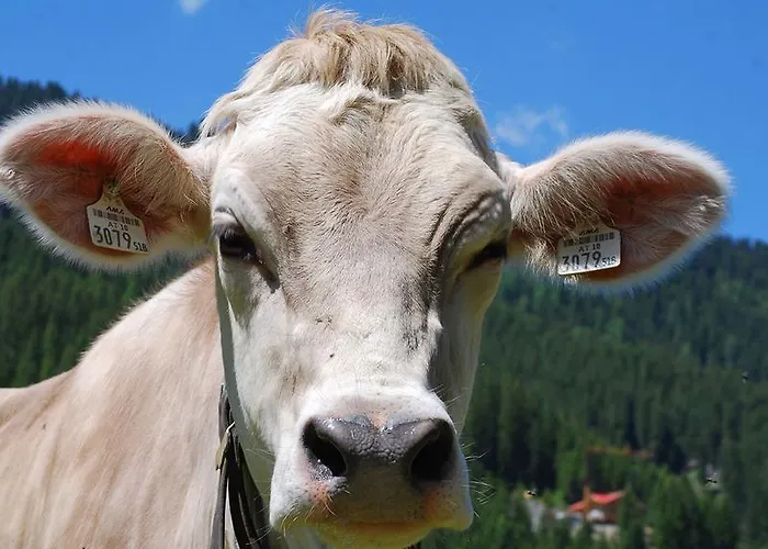 Ursprung Panorama 4* Konigsleiten